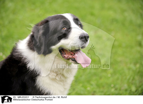 Mittelasiatischer Owtscharka Portrait / Central Asian Shepherd Portrait / MR-05201