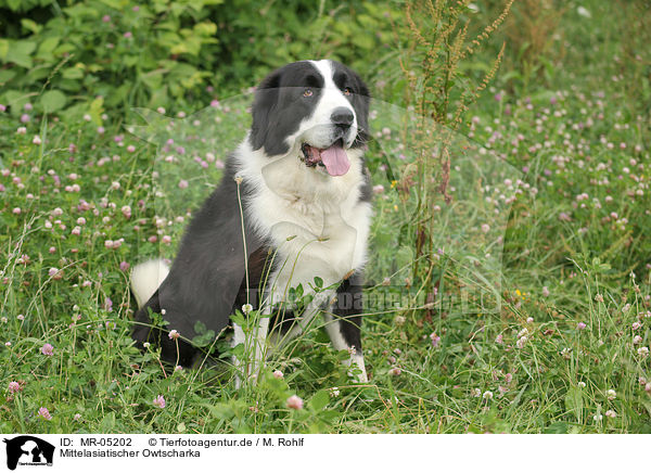 Mittelasiatischer Owtscharka / Central Asian Shepherd / MR-05202