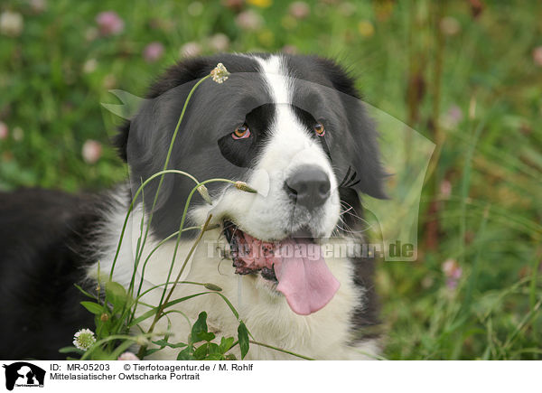 Mittelasiatischer Owtscharka Portrait / MR-05203