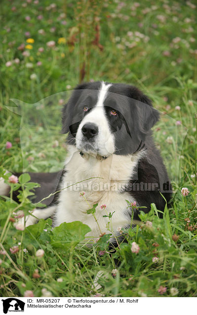 Mittelasiatischer Owtscharka / Central Asian Shepherd / MR-05207