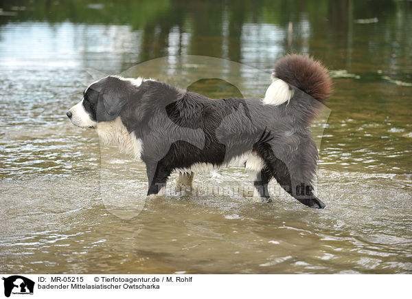 badender Mittelasiatischer Owtscharka / bathing Central Asian Shepherd / MR-05215