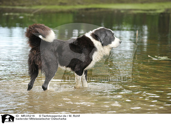 badender Mittelasiatischer Owtscharka / bathing Central Asian Shepherd / MR-05216