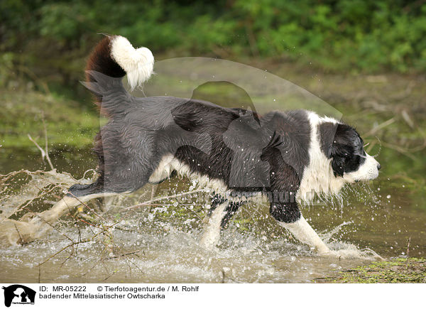 badender Mittelasiatischer Owtscharka / bathing Central Asian Shepherd / MR-05222