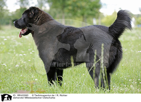 stehender Mittelasiatischer Owtscharka / standing Central Asian Shepherd Dog / RR-62990