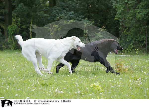 2 Mittelasiatische Owtscharkas / 2 Central Asian Shepherd Dogs / RR-62994