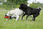 spielende Hunde