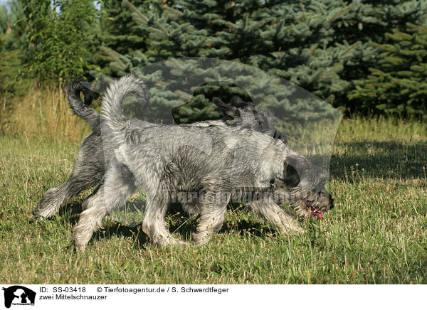 zwei Mittelschnauzer / two schnauzer / SS-03418