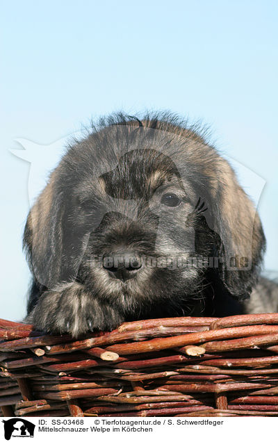 Mittelschnauzer Welpe im Krbchen / schnauzer puppy in basket / SS-03468