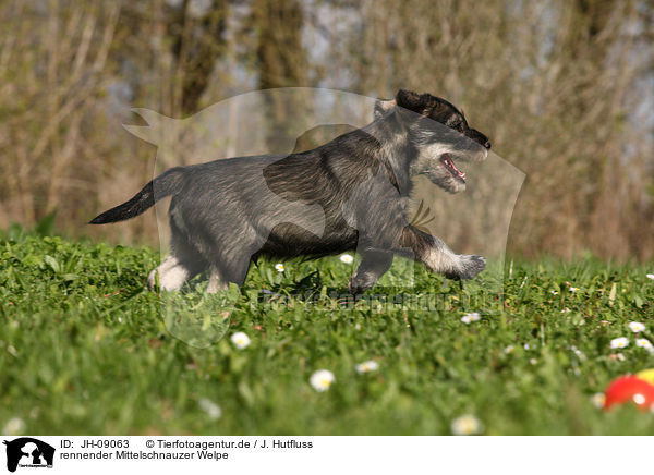 rennender Mittelschnauzer Welpe / JH-09063