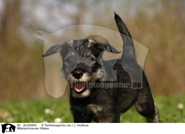 Mittelschnauzer Welpe / JH-09064