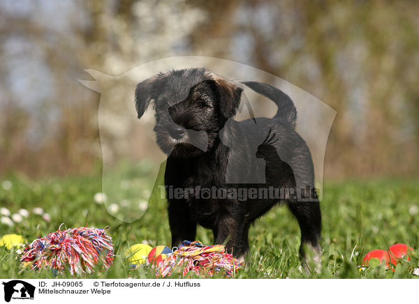 Mittelschnauzer Welpe / JH-09065