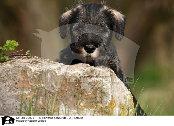 Mittelschnauzer Welpe / JH-09077