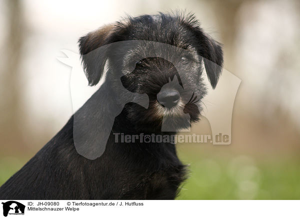 Mittelschnauzer Welpe / Schnauzer puppy / JH-09080