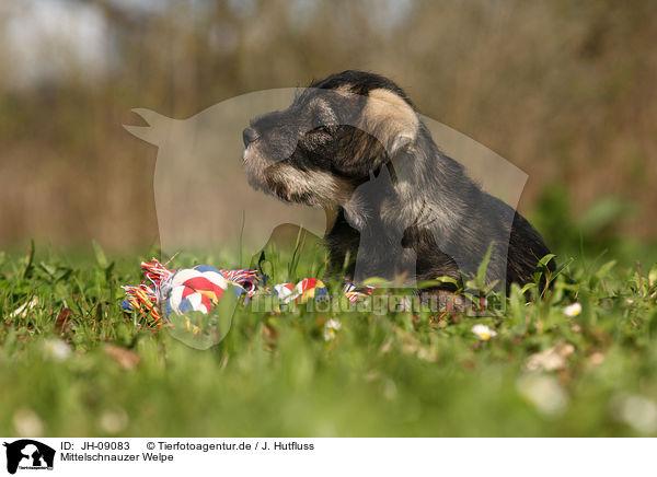 Mittelschnauzer Welpe / JH-09083