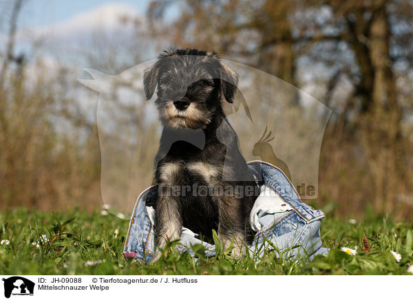 Mittelschnauzer Welpe / JH-09088