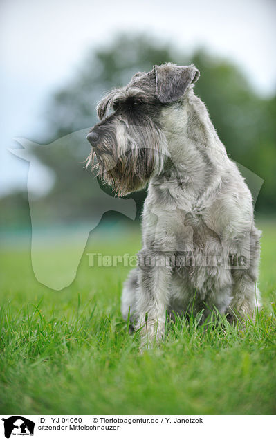 sitzender Mittelschnauzer / sitting Schnauzer / YJ-04060