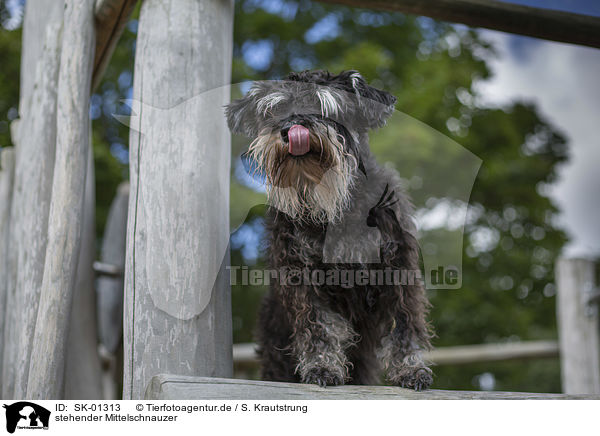 stehender Mittelschnauzer / SK-01313