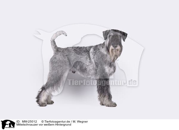 Mittelschnauzer vor weiem Hintergrund / Standard Schnauzer in front of white background / MW-25012