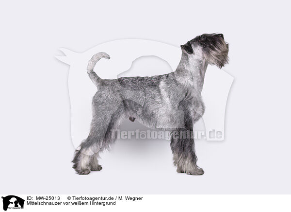Mittelschnauzer vor weiem Hintergrund / Standard Schnauzer in front of white background / MW-25013