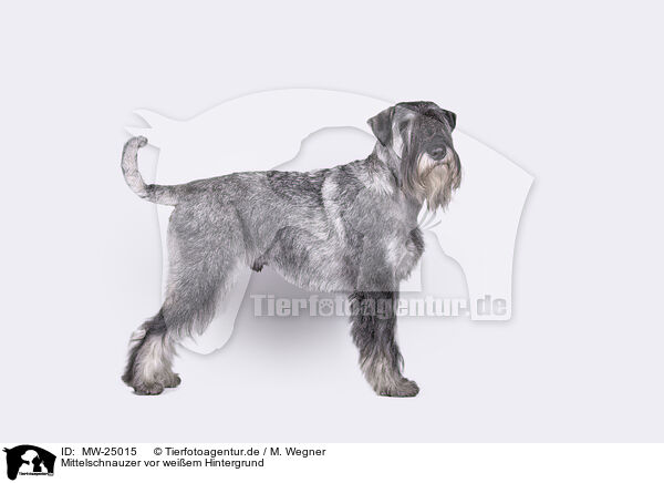 Mittelschnauzer vor weiem Hintergrund / MW-25015