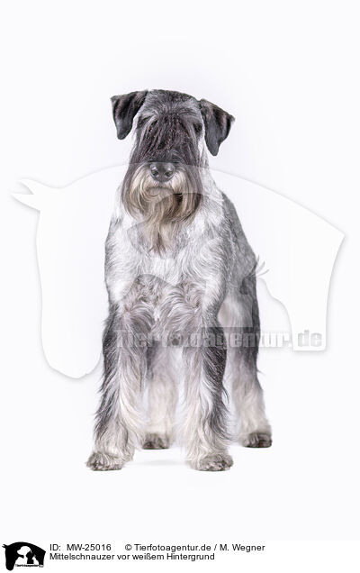 Mittelschnauzer vor weiem Hintergrund / MW-25016