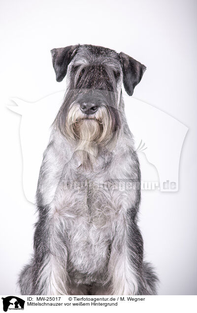 Mittelschnauzer vor weiem Hintergrund / MW-25017