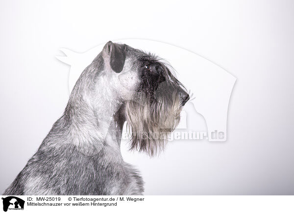 Mittelschnauzer vor weiem Hintergrund / MW-25019