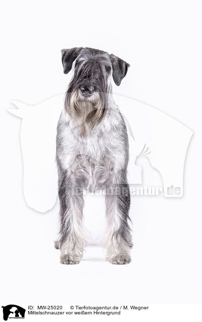 Mittelschnauzer vor weiem Hintergrund / MW-25020