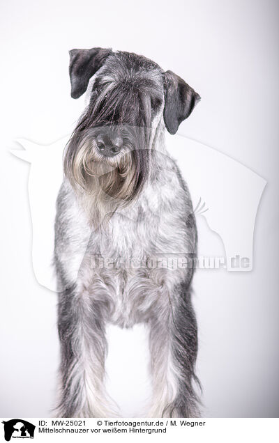 Mittelschnauzer vor weiem Hintergrund / MW-25021