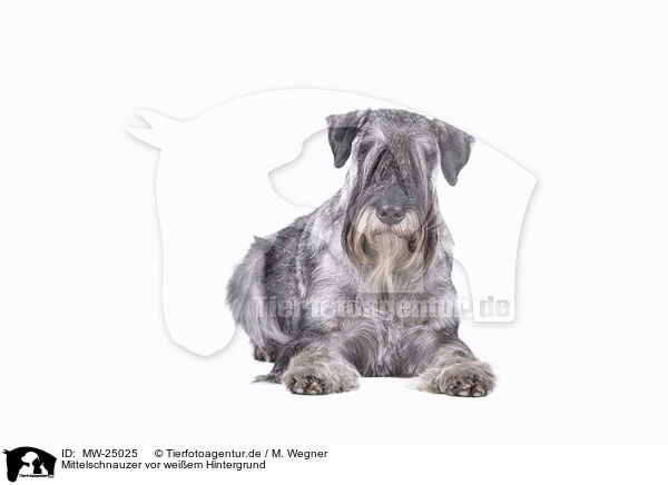 Mittelschnauzer vor weiem Hintergrund / MW-25025