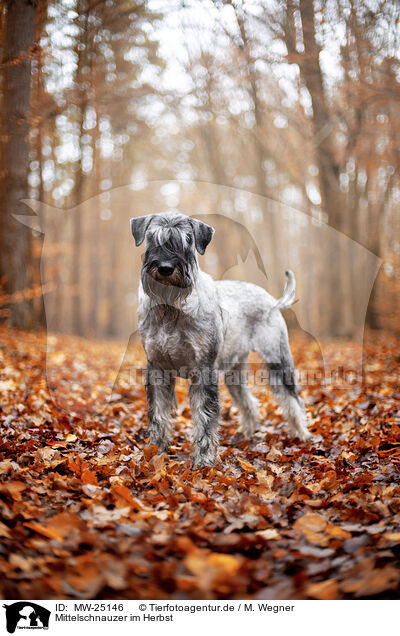 Mittelschnauzer im Herbst / MW-25146