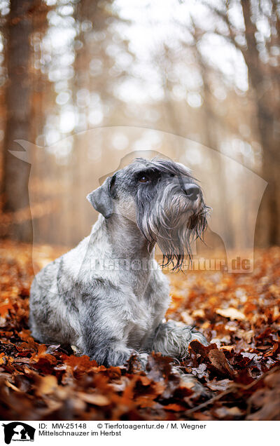 Mittelschnauzer im Herbst / MW-25148