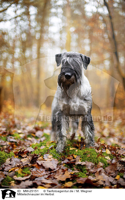 Mittelschnauzer im Herbst / MW-25151