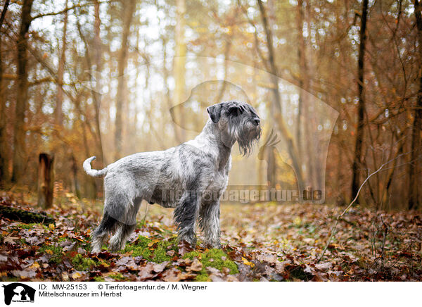 Mittelschnauzer im Herbst / MW-25153