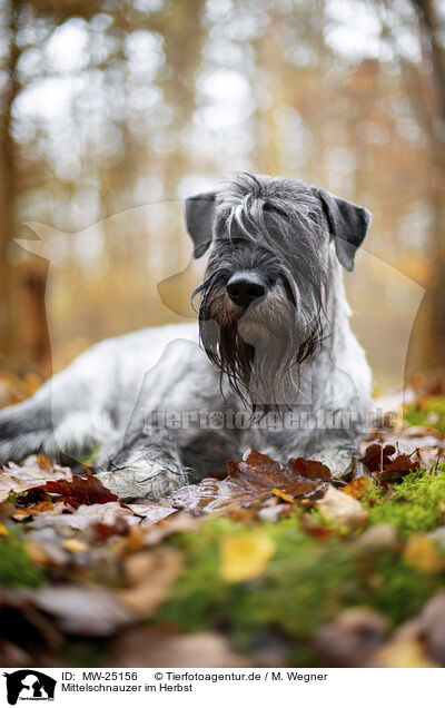 Mittelschnauzer im Herbst / Standard Schnauzer in autumn / MW-25156
