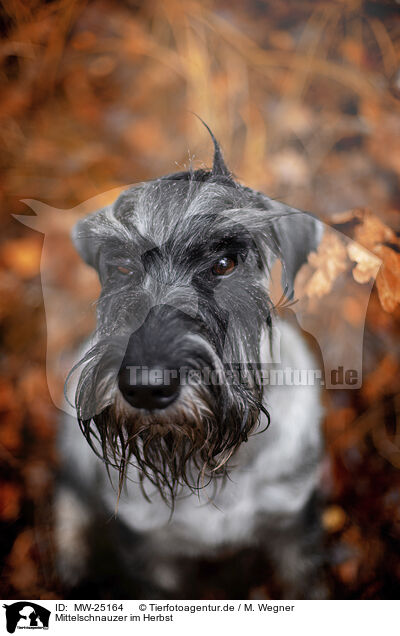 Mittelschnauzer im Herbst / Standard Schnauzer in autumn / MW-25164
