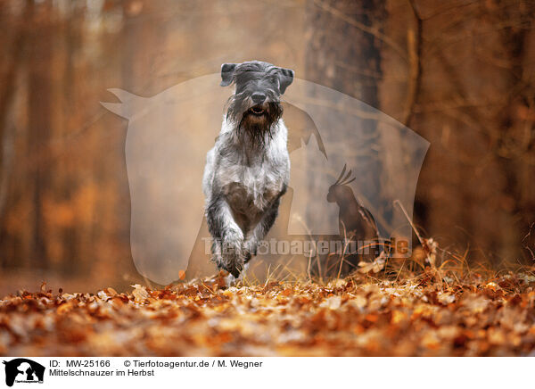 Mittelschnauzer im Herbst / Standard Schnauzer in autumn / MW-25166