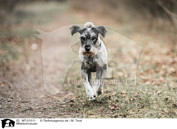 Mittelschnauzer / MT-01011