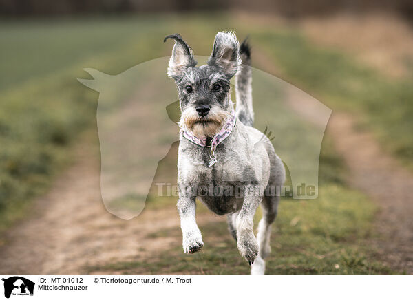 Mittelschnauzer / MT-01012