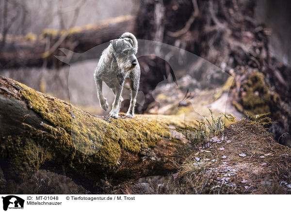 Mittelschnauzer / MT-01048