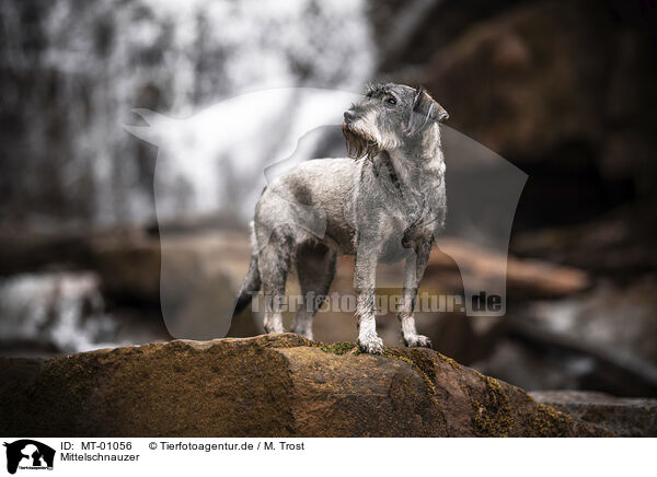 Mittelschnauzer / MT-01056