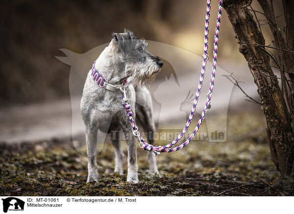 Mittelschnauzer / Standard Schnauzer / MT-01061