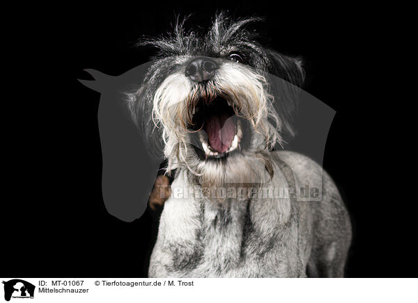 Mittelschnauzer / Standard Schnauzer / MT-01067