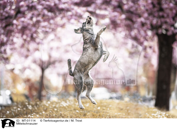 Mittelschnauzer / MT-01114