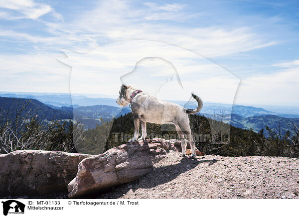 Mittelschnauzer / MT-01133