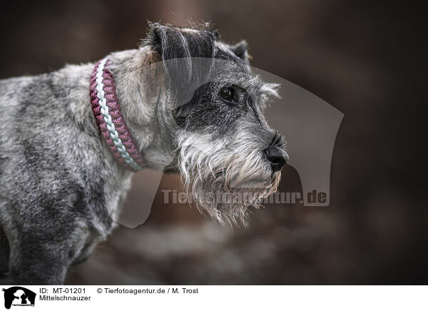 Mittelschnauzer / Standard Schnauzer / MT-01201
