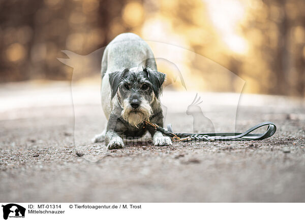 Mittelschnauzer / Standard Schnauzer / MT-01314