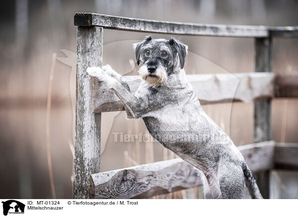 Mittelschnauzer / MT-01324