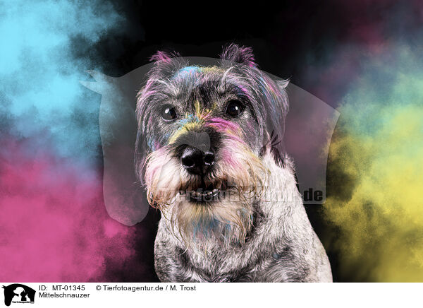 Mittelschnauzer / Standard Schnauzer / MT-01345