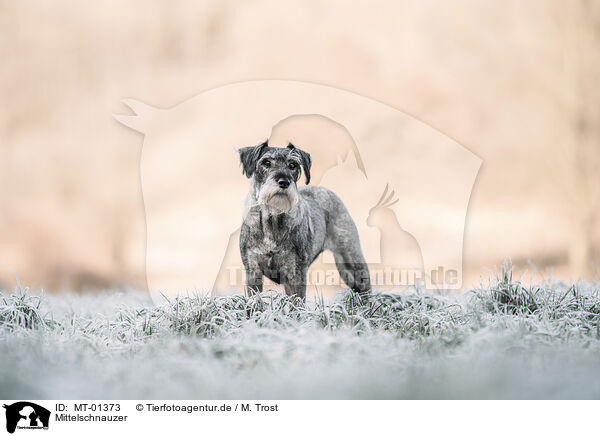 Mittelschnauzer / Standard Schnauzer / MT-01373